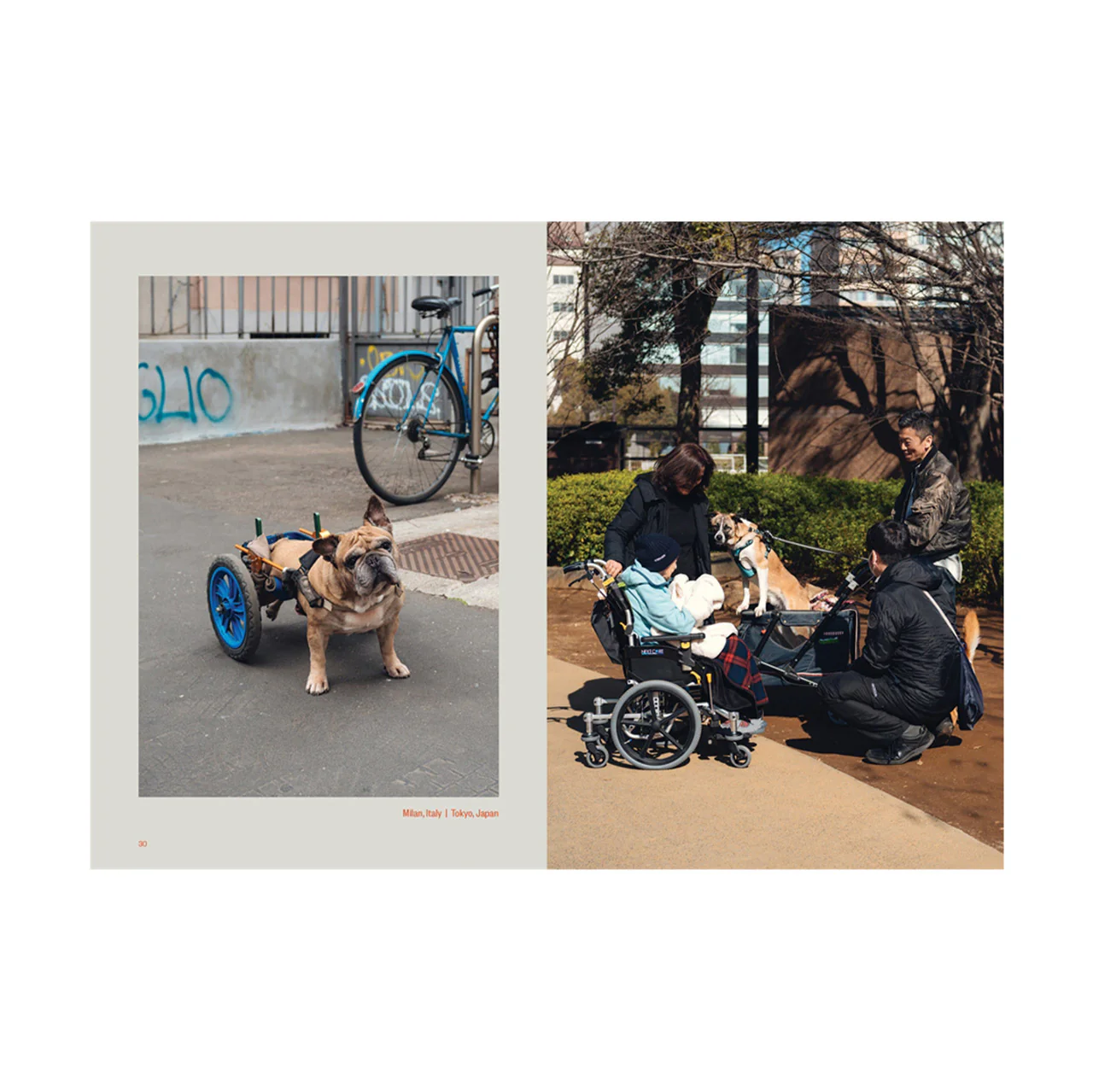 Dog's Best Friend - Image 4