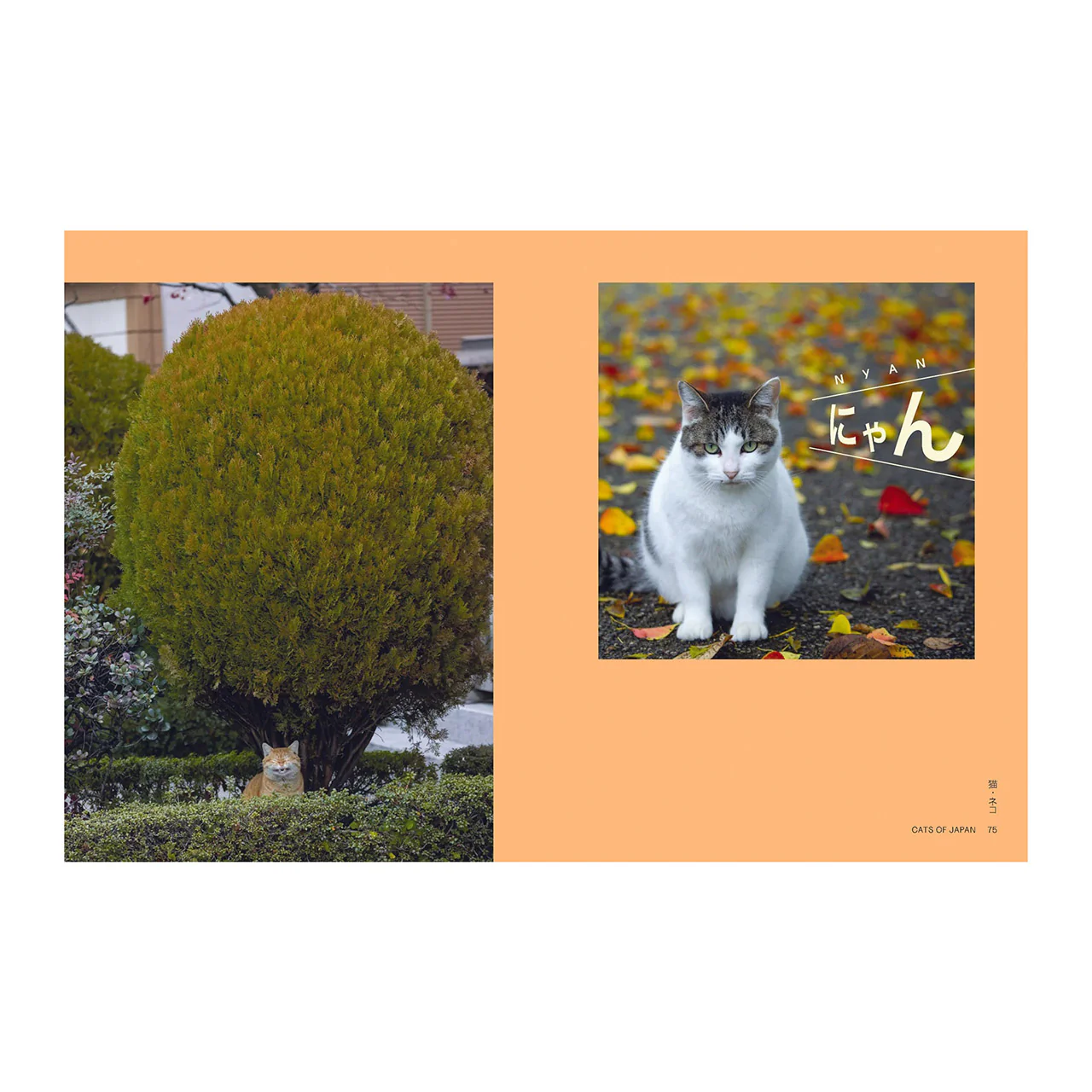 Neko: Cats of Japan - Image 5