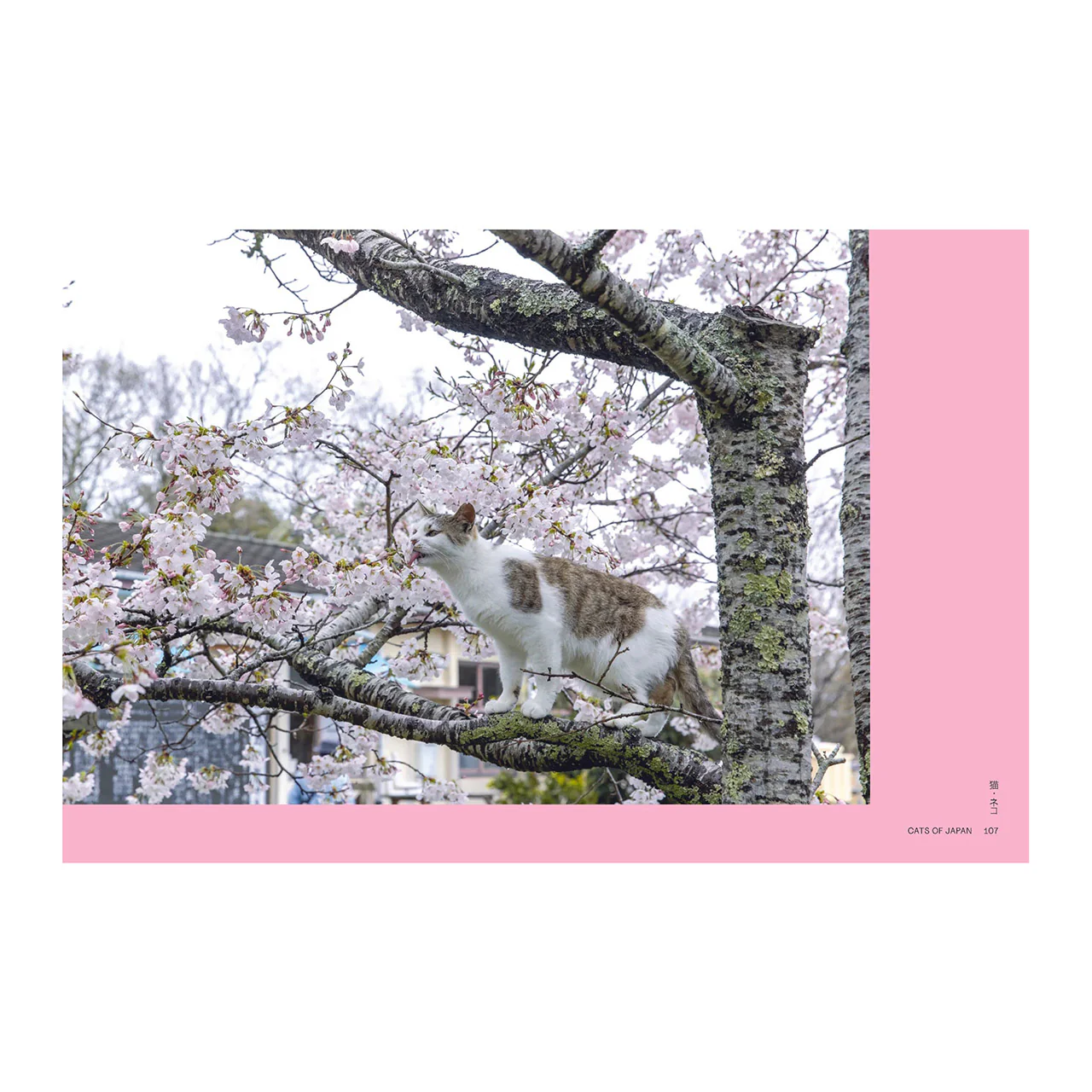 Neko: Cats of Japan - Image 7