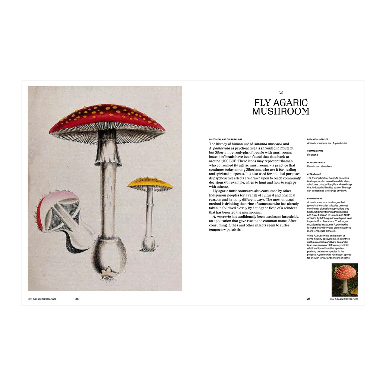 Psychoactive Plants and Fungi - Image 3
