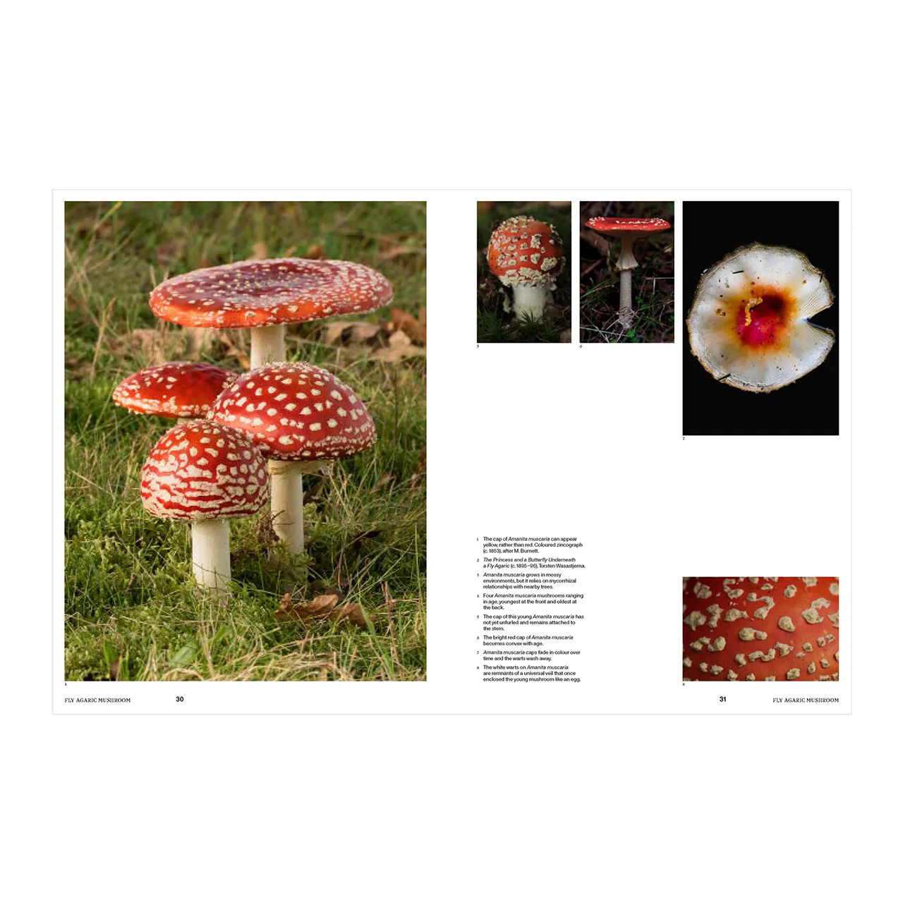 Psychoactive Plants and Fungi - Image 5