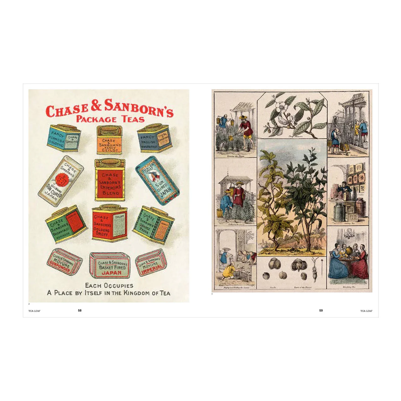 Psychoactive Plants and Fungi - Image 6