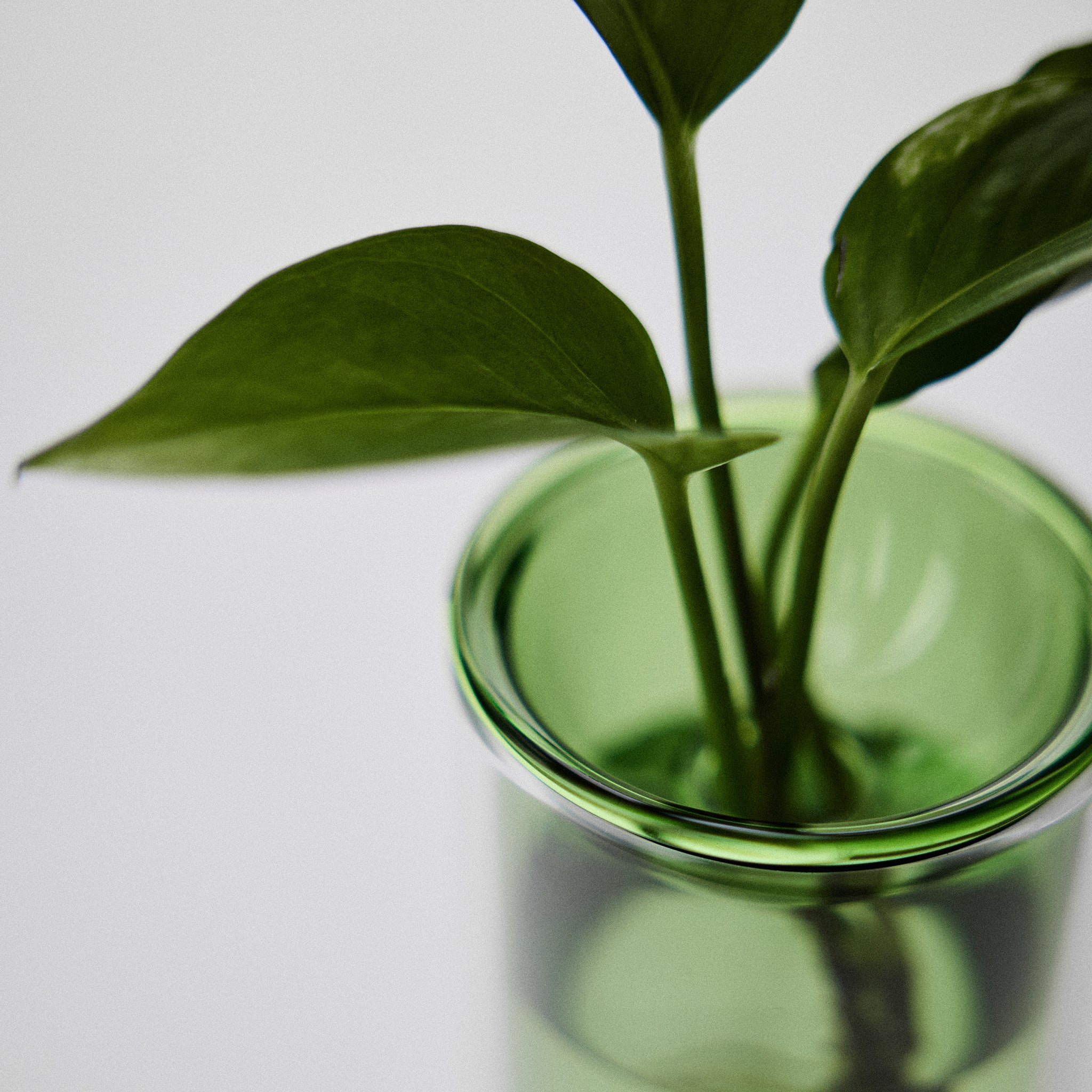 Single Propagation Vase Small - Image 6